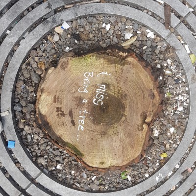 Tree stump Auckland CBD