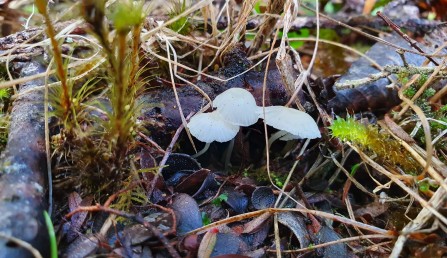 Fungi 2022 Fungi 2022