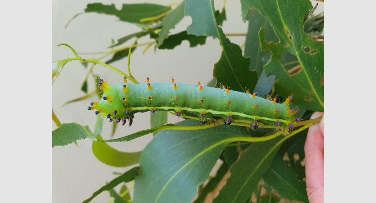 Gum emperor caterpillar Feb 2023