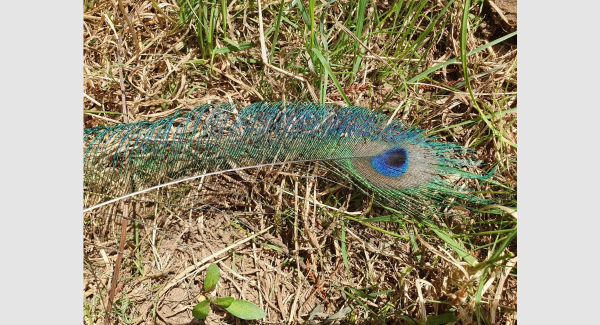 Peacock feather Feb 2024