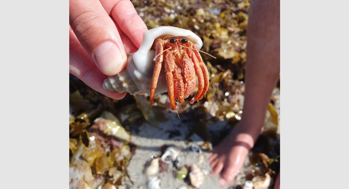 Red reef hermit crabs Rarawa Apr 2023