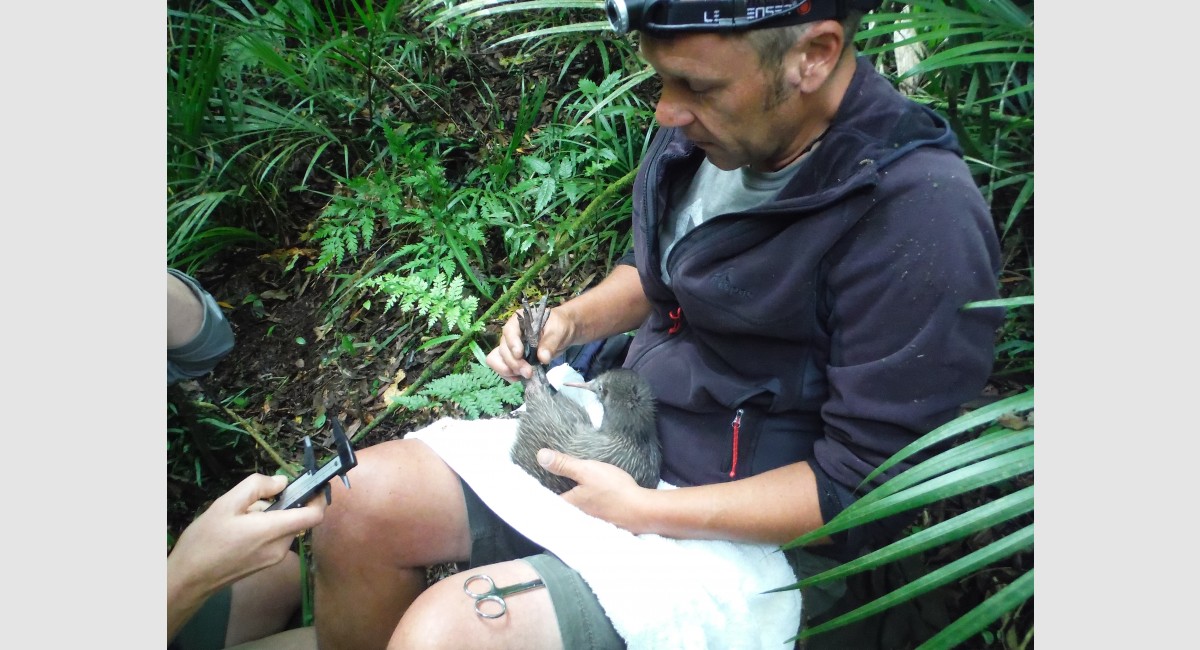 Rotokare Kiwi project in partnership with Taranaki Kiwi Trust