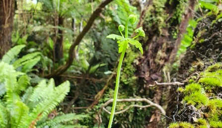 Ruahine Range Water Fern frond Ruahine Range Water Fern frond