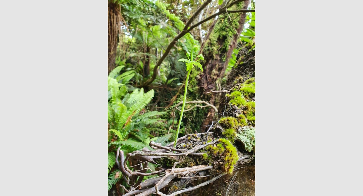 Ruahine Range Water Fern frond