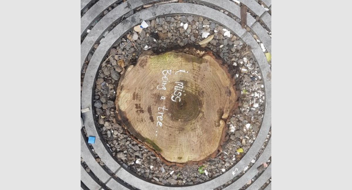 Tree stump Auckland CBD FocusFillWzQwMCw0MDAsInkiLDE1NV0