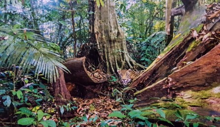 Wildlife Photographer of the Year image 2020 Wildlife Photographer of the Year image 2020